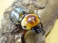 【WF1】ヨツボシヒナカブトペア(褐色紋タイプ)