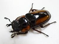 サバゲノコギリクワガタペア