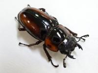 サバゲノコギリクワガタペア