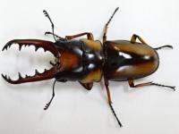 サバゲノコギリクワガタペア