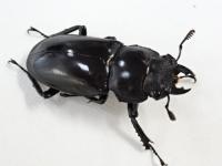 パリーフタマタクワガタ(ディロレイ)ペア