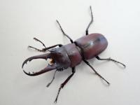 【WF1】ジェンキンスノコギリクワガタ幼虫　3頭セット