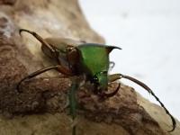 アントアンカブトハナムグリ