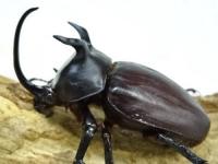 【セール】【WF1】【ベトナム産】シャムゴホンヅノカブト(タイゴホンヅノカブト)幼虫　4頭セット