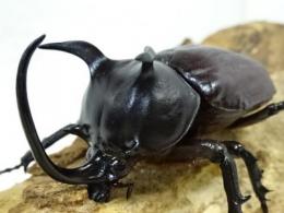 【WF1】【ベトナム産】シャムゴホンヅノカブト(タイゴホンヅノカブト)幼虫　3頭セット