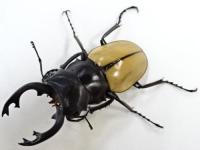 モウホツヤクワガタ(エレガンス)ペア