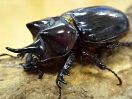 ロンギチョンペルスミツノカブト幼虫　3頭セット