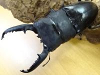 【大型】パラワンオオヒラタクワガタペア
