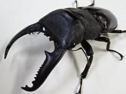 パラワンオオヒラタクワガタペア