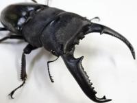 パラワンオオヒラタクワガタペア