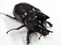 【WF1】ロンギチョンペルスミツノカブト幼虫