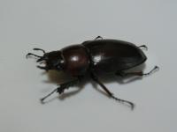 トカラノコギリクワガタペア