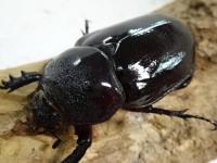 【WF1】ケンタウルスオオカブトペア
