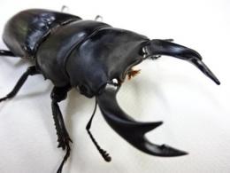 国産オオクワガタペア