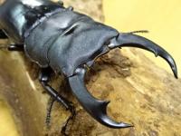 シェンクリングオオクワガタペア