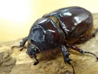 ヒルタスミツノカブトペア