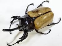 ゴホンヅノカブトペア