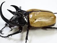 【超大型】ゴホンヅノカブトペア