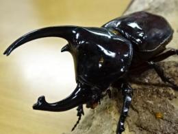 【WF1】ケンタウルスオオカブト幼虫　3頭セット