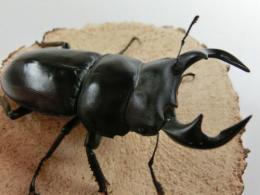 カミジョウオオクワガタペア