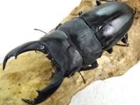 テイオウヒラタクワガタペア