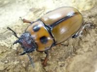グラディアトールメンガタクワガタ幼虫　3頭セット