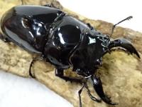 レギウスオオツヤクワガタペア