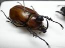 【WF1】ゴロファ・グロブリコルニス幼虫　3頭セット