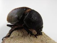 【WF1】コーカサスオオカブト(キロンオオカブト)幼虫　3頭セット