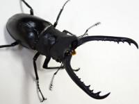 フローレスギラファノコギリ(ケイスケ)ペア