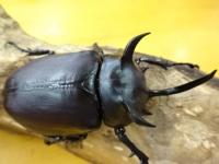 【WF1】シャムゴホンヅノカブト(タイゴホンヅノカブト)幼虫