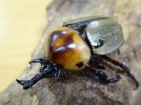 【WD】ヨツボシヒナカブトペア(褐色紋タイプ)