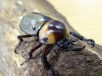 【WD】ヨツボシヒナカブトペア(褐色紋タイプ)