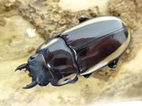 ビソンノコギリクワガタ(cinctus)幼虫　3頭セット