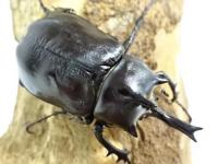【WF1】パチェコヒメゾウカブト幼虫　3頭セット