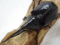【WF1】ネプチューンオオカブト幼虫　3頭セット