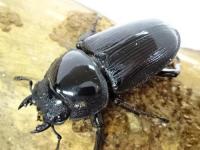 ホペイオオクワガタ(♀単品)