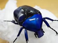 【WF1】オオケバネカナブン(ブルー)幼虫　3頭セット