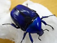 【WF1】オオケバネカナブン(ブルー)幼虫　3頭セット