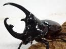 ケンタウルスオオカブト幼虫　1オス2メス　トリオセット