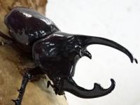 ケンタウルスオオカブト幼虫　3頭セット