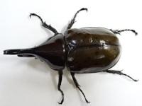 マヤシロカブトペア
