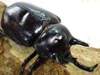 レックスゾウカブト(アクティオンゾウカブト)ペア