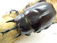 レックスゾウカブト(アクティオンゾウカブト)ペア