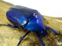 【WF1】オオケバネカナブン(ブルー)幼虫