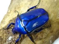 【WF1】オオケバネカナブン(ブルー)幼虫