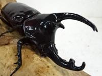 【WD】ケンタウルスオオカブトペア