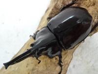 【WD】ケンタウルスオオカブトペア