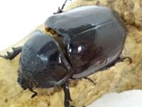 【WD】ケンタウルスオオカブトペア