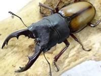 【WD】ウムハンギノコギリクワガタペア